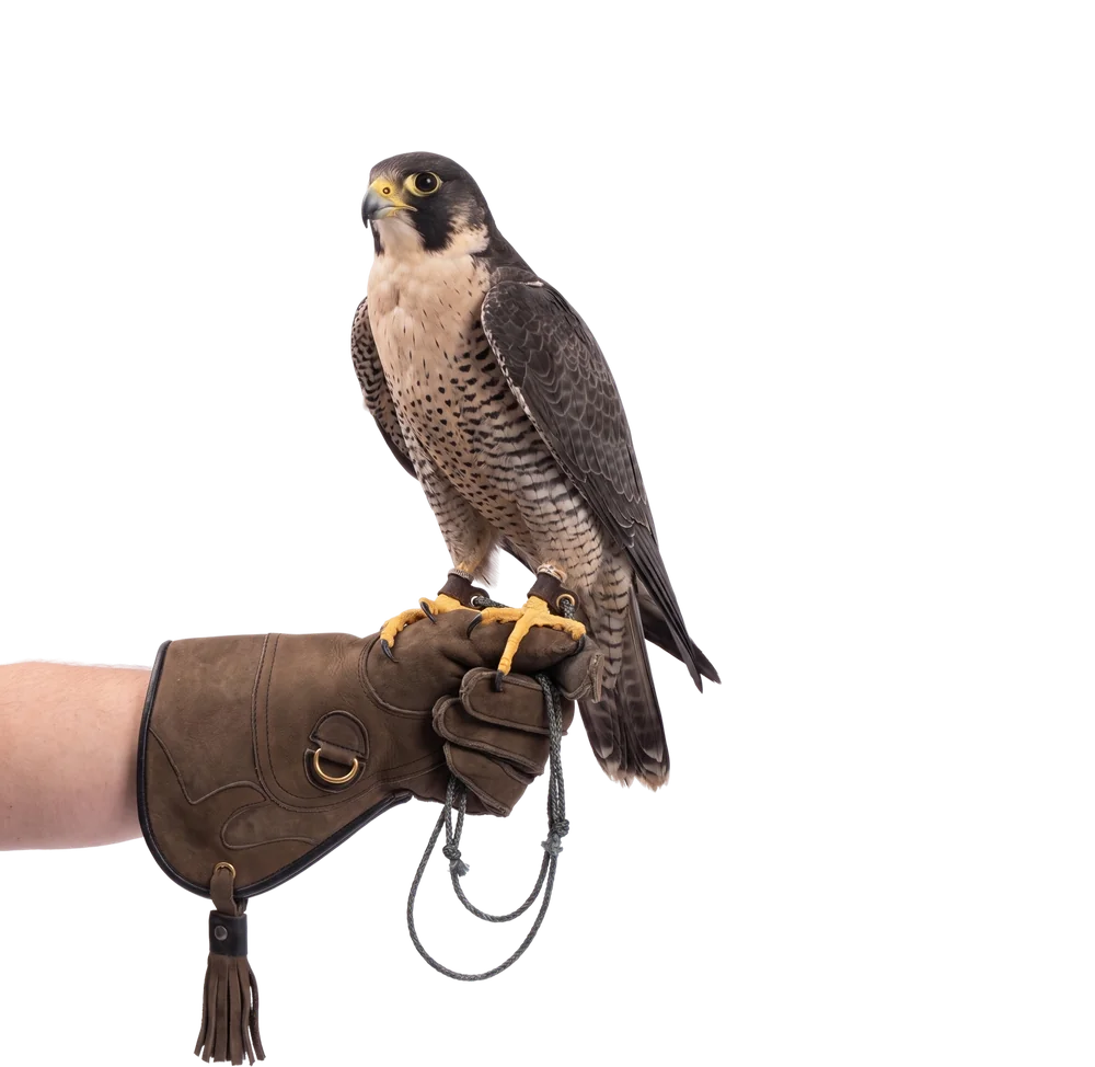 Falcon wearing a Marshall tracking transmitter