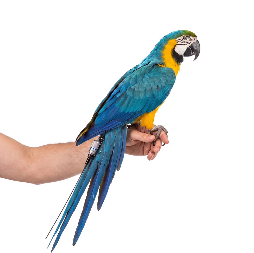 Parrot wearing a Marshall tracking transmitter